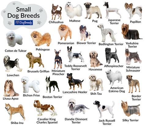 small dog breeds that are inexpensive